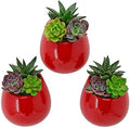 Arcadia Garden Products WP26 Small Round Wall Planter 3-Pack-Red by ArcadiaGardenProducts