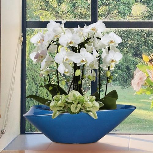 Bonsai Pot - 18 Inch Ceramic Planter for Indoor Outdoor Plants Bonsai Tree Pot Modern Large Succulent Planter Decorative Plant Pot with Drainage Hole Blue - Image 4