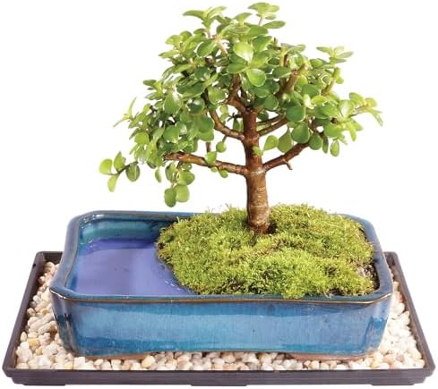 Brussel's Bonsai - Medium Jade Live Bonsai Tree, Potted Indoor Plant by BrusselsBonsai