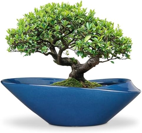 Bonsai Pot - 18 Inch Ceramic Planter for Indoor Outdoor Plants Bonsai Tree Pot Modern Large Succulent Planter Decorative Plant Pot with Drainage Hole Blue by EPFamily