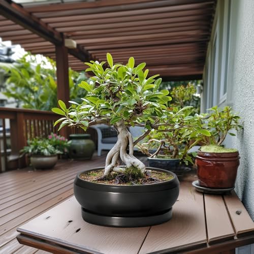 Bonsai Pots 13 Inch - Large Ceramic Succulent Pots with Drainage Hole and Tray, Round Planter Bowl Indoor Outdoor, Modern Shallow Planters, Home Living Room Decor, Gardening Gifts, Black - Image 3