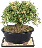 Brussel's Live Harland Boxwood Outdoor Bonsai Tree - 4 Years Old; 8" to 10" Tall with Decorative Container, Humidity Tray & Deco Rock - Image 3