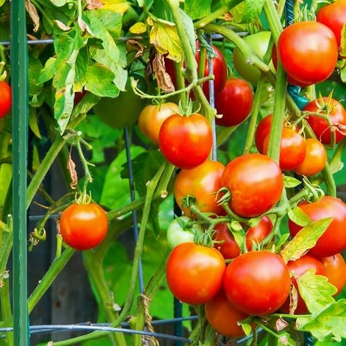 Xiny Tool Garden Stakes, 15 Pack 8 FT Steel Plant Garden Tomato Stakes with Plastic Coat for Climbing Plants (96 Inch) - Image 6