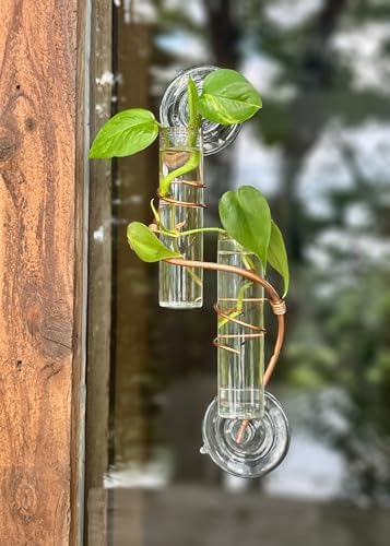 2 Willow Window Plant Propagator- Window Propagation Station | Removable Glass Test Tubes for Indoor Clippings, Cut Flowers, Herbs, Succulents | Home Decor | (2 Willow) - Image 5