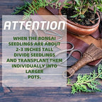 Meekear 5 Bonsai Tree Kit Complete Plant Growing Tools, Grow in Pot Indoor Bonsai Tree Starter Kit, Great Home Gardening Potted Plants DIY Gift for Adults - Image 5