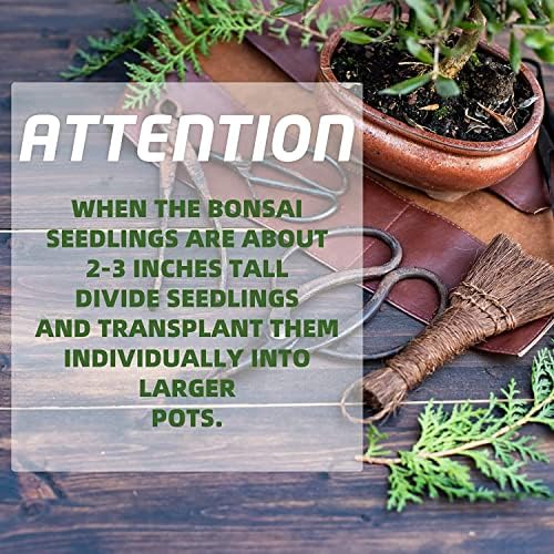 Meekear 5 Bonsai Tree Kit Complete Plant Growing Tools, Grow in Pot Indoor Bonsai Tree Starter Kit, Great Home Gardening Potted Plants DIY Gift for Adults - Image 5