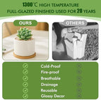 ZOUTOG 12 Pack 3.1" Ceramic Succulent Pots,White Planter with Drainage Tray - Image 6