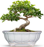 11 Inch Bonsai Pots - Ceramic Bonsai Planters for Indoor Outdoor Plants, Succulent Pots with Drainage Hole, Shallow Planter, Decorative Flower Pot, Home Decor, House Warming Gifts, Oval Grey by Teagas