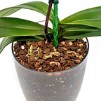 Organic Premium Orchid Soil Mix by Gardenera - Hand Mixed Classic Sphagnum Moss Potting Soil Mix - for Phalaenopsis Orchid - 10 Quart (2 Bags of 5 Quart) - Image 3