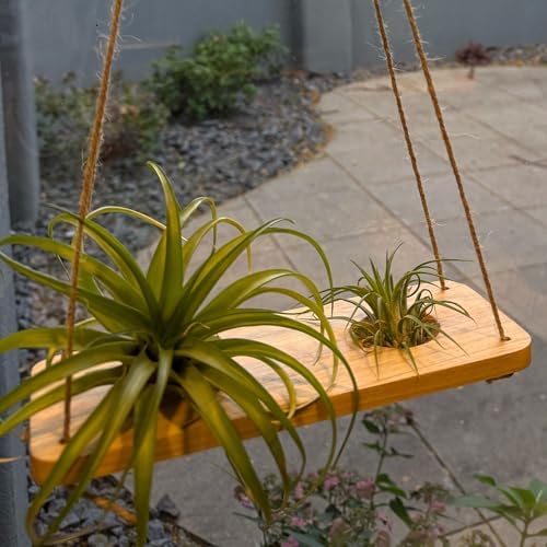 Tierra Garden Double Air Plant Swing Set – Hanging Multi-Plant Display for 2 to 4 Air Plants, Natural Poplar Wood with Twine & Beads - Air Plant Holder - Image 6