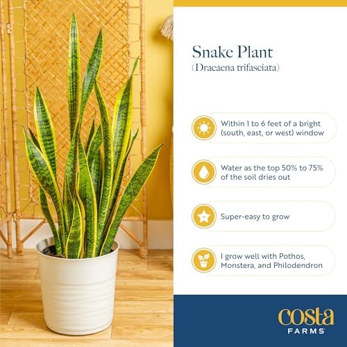 Costa Farms Snake Plant Live Indoor Plant, Easy Care, 6-in Pot - Image 6