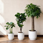 Deep Dream 8 Inch Ceramic Pots for Plants, Heavy Plant Pot for Indoor Outdoor Plants, Large Plant Pot with Drainage Hole and Saucer, Modern Tall Flower Pot, Gifts for Plant Lovers, White - Image 7