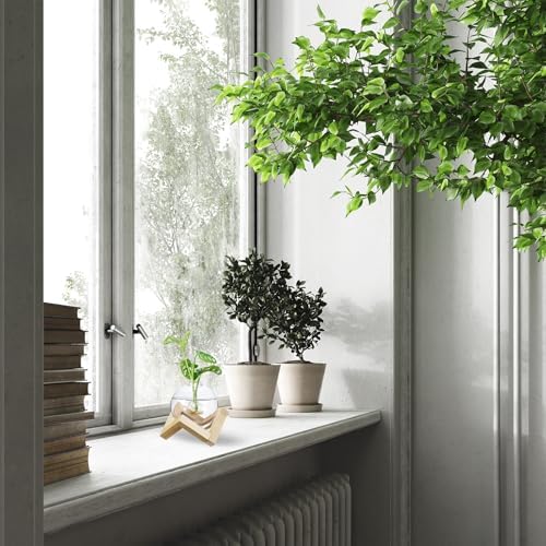 M METERXITY 2 Pack Glass Planter Terrarium with Wooden Stand, Desktop Plant Propagation Station Bulb Vase for Hydroponic Plants Propagation/Home Garden Decor/Plant Lover [Transparent] - Image 6