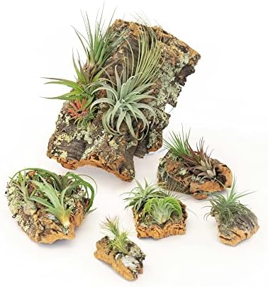 Medium Natural Cork Bark DIY Kit with Mini Xerographica Air Plants, Glue and Hook - Live Tillandsia Succulent House Plant - Wholesale and Bulk - Home and Garden Decor - Easy Care Indoor Outdoor Plants - Image 2