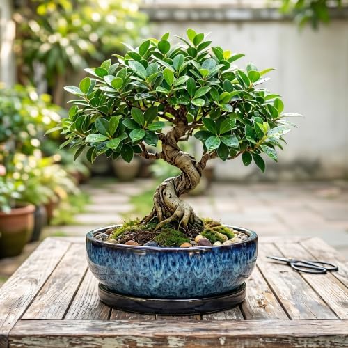 Bonsai Pots, 10 Inch Ceramic Succulent Pots with Saucer, Blue - Image 7