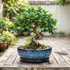 Bonsai Pots, 10 Inch Ceramic Succulent Pots with Saucer, Blue - Image 7