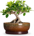 Ceramic Bonsai Pots, 8 Inch Succulent Pots with Tray, Speckle Brown by Unknown