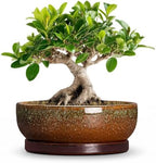 Ceramic Bonsai Pots, 8 Inch Succulent Pots with Tray, Speckle Brown by Unknown