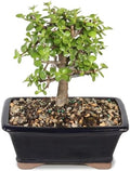 Brussel's Bonsai - Medium Jade Live Bonsai Tree, Potted Indoor Plant by BrusselsBonsai