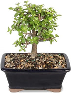 Brussel's Bonsai - Medium Jade Live Bonsai Tree, Potted Indoor Plant by BrusselsBonsai
