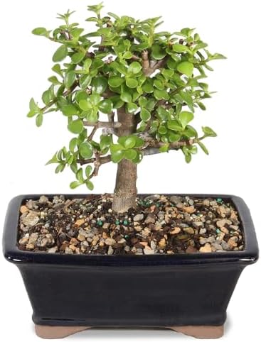 Brussel's Bonsai - Medium Jade Live Bonsai Tree, Potted Indoor Plant by BrusselsBonsai