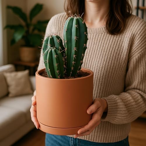 D'vine Dev 2-Pack Terracotta Plant Pots with Saucers, 8 Inch, 40-X-B-4 - Image 7