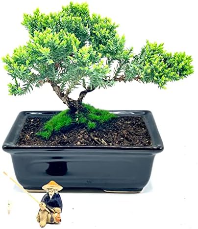 Live Dwarf Juniper Bonsai Tree About 6 Years Old with Cute Ceramic Fisherman | Juniper Bonsai Tree | Indoor/Outdoor | 100% Handcrafted| Home and Office Décor | Best Gift for Holiday - Image 2