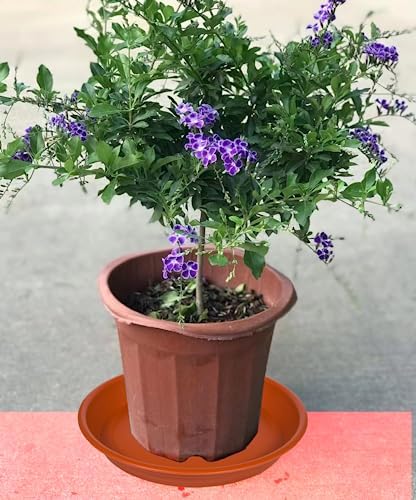 Plant Saucer Pot Tray 14 inch, 4 Packs Plastic Flower Planter Saucers and Drip Trays for Indoors Outdoors, Heavy Durable Plant Plate Water Catcher (Terracotta) - Image 7
