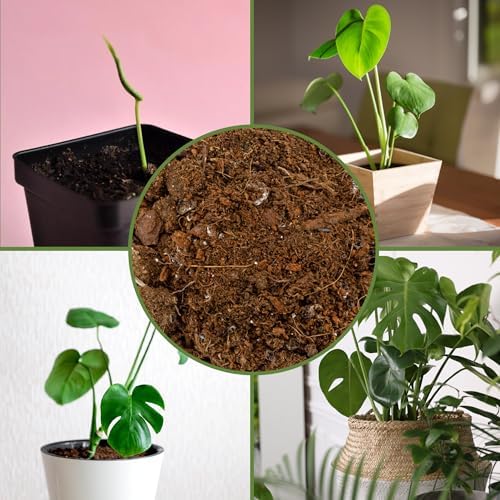 Soil Sunrise Monstera Houseplant Potting Soil Mix (12 Quarts) Custom Blend for Growing and Repotting - Image 6
