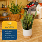Costa Farms Snake Plant, Live Indoor Plant, Air Purifying, Easy Low Light - Image 5