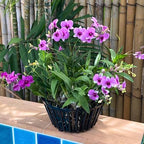 Set of 4 Large Black Strong Plastic Orchid Baskets 10 Inches Wide with Hangers for Orchids, Staghorn Ferns, Orchid Baskets for Outside, Plastic Orchid Pots with Holes - Image 2
