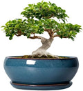 SQOWL Bonsai Tree Pots - 12 Inch Ceramic Succulent Pots, Large Shallow Planter with Drainage Hole and Saucer, Bowl Round Planters for Indoor Outdoor Plants, House Decor, House Warming Gifts, Blue by SQOWL
