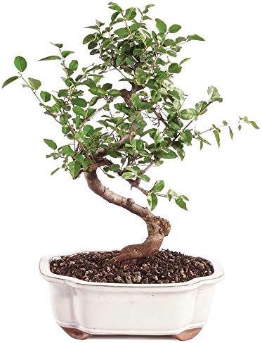 Brussel's Bonsai Live Chinese Sweet Plum Indoor Bonsai Tree-5 Years Old 6" to 10" Tall with Decorative Container, Medium, Blank & Brussel's 8" Humidity Tray with Decorative Rocks - Image 2