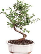 Brussel's Bonsai Live Chinese Sweet Plum Indoor Bonsai Tree-5 Years Old 6" to 10" Tall with Decorative Container, Medium, Blank & Brussel's 8" Humidity Tray with Decorative Rocks - Image 2