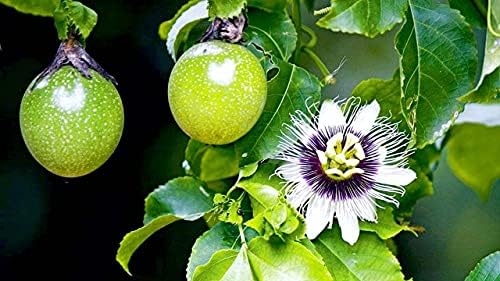 GARDENERA Premium Passion Fruit Potting Soil Mix - Perfect Balance of Nutrients, Drainage, and Aeration for Thriving Passion Fruit Vines - 5 Quart - Image 2