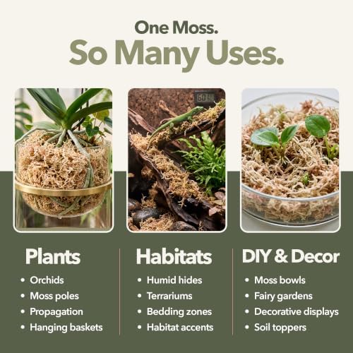 Mossify Long Fiber Sphagnum Moss 1kg, 2.2lb - Orchid & Terrarium Substrate - Image 7