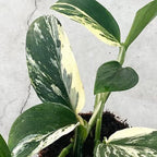 GARDENERA Monstera Standleyana Soil Blend - Designed to Meet the Unique Needs of Your Plant - 4 Quart - Image 5