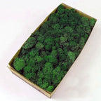 Preserved Reindeer Moss Natural Green DIY Kit Gardenning Art Wall Decor Florist Decor Easter Table Decor Wedding by %E7%8E%B0%E5%9C%A8%E8%B4%AD%E4%B9%B0