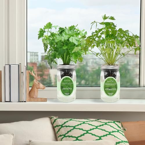 2-Pack Hydroponic Mason Jar Herb Garden Kit, Indoor Herb Garden Self-Watering Starter Kit (Parsley,Cilantro) - Image 3