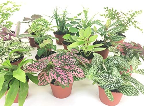 Mini Terrarium Plants (6 Plants) (2" Pots) Fairy Garden Plants Assorted Varieties - Image 3