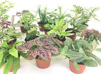 Mini Terrarium Plants (6 Plants) (2" Pots) Fairy Garden Plants Assorted Varieties - Image 3