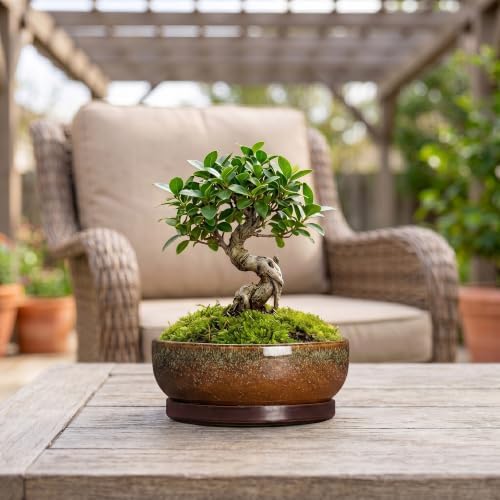 Ceramic Bonsai Pots, 8 Inch Succulent Pots with Tray, Speckle Brown - Image 3