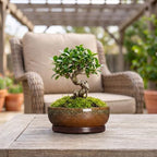 Ceramic Bonsai Pots, 8 Inch Succulent Pots with Tray, Speckle Brown - Image 3