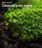 Live Moss – Leucobryum Moss (2 Sheets, Each Approx. 3.5"x7") for Terrariums, Bonsai, Potted Plants & Natural Moss Art – Cushion-Style Texture, Naturally Grown, Reusable, Not Artificial - Image 5