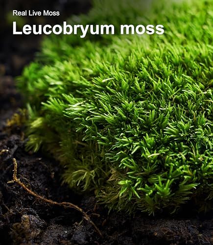 Live Moss – Leucobryum Moss (2 Sheets, Each Approx. 3.5"x7") for Terrariums, Bonsai, Potted Plants & Natural Moss Art – Cushion-Style Texture, Naturally Grown, Reusable, Not Artificial - Image 5