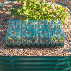 Vego garden Seedling Tray Lids with Drip Irrigation, 32 Pack - Image 4