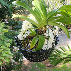 Set of 4 Large Black Strong Plastic Orchid Baskets 10 Inches Wide with Hangers for Orchids, Staghorn Ferns, Orchid Baskets for Outside, Plastic Orchid Pots with Holes - Image 4
