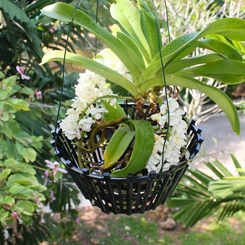 Set of 4 Large Black Strong Plastic Orchid Baskets 10 Inches Wide with Hangers for Orchids, Staghorn Ferns, Orchid Baskets for Outside, Plastic Orchid Pots with Holes - Image 4