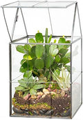 D'Eco Large Glass Plant Terrarium, Centerpiece & Wedding Letterbox Display by DecoHousewares-InnovativeSolutionsforInnovativeHomes