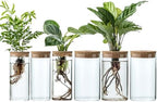 Propagation Vases for Plants, Set of 6(3 Large & 3 Small) Glass Plant Propagation Stations, Plant Propagation Jars for Home Office Windowsill Tabletop Decoration (6) by JGKYLDZ